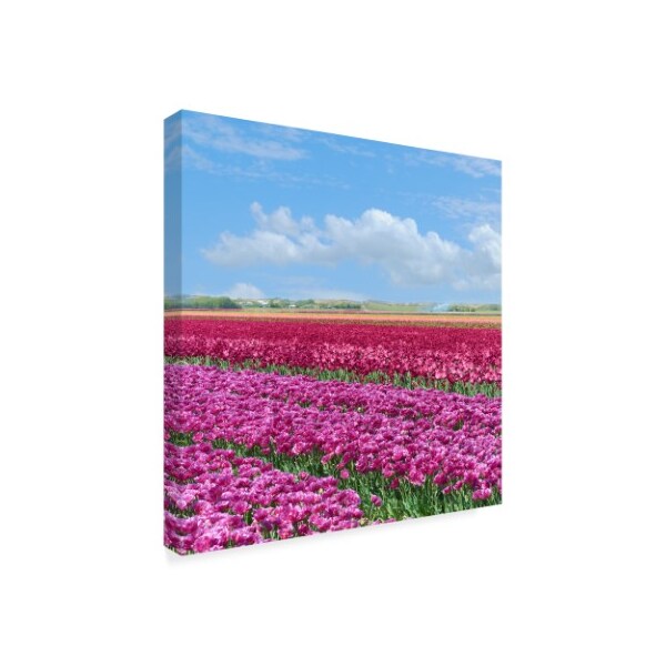 Cora Niele 'Violet Tulip Fields' Canvas Art,24x24